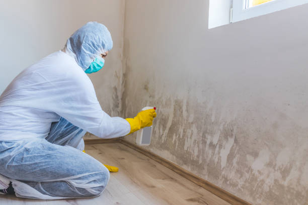 Licensed Attic Mold Remediation service in Pikesville, MD - Car Mold Remediation